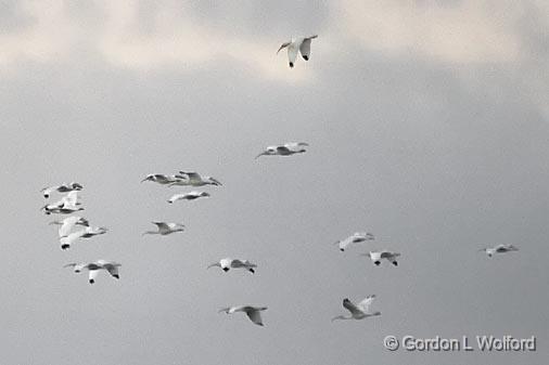 White Ibises In Flight_28986.jpg - White Ibises (Eudocimus albus) photographed along the Gulf coast near Port Lavaca, Texas, USA.